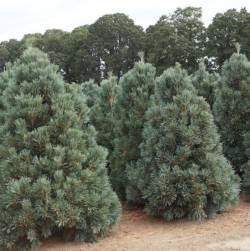 Сосна гибкая — PlantMart