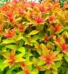 Спирея японская Голдфлейм (Goldflame) фото 1 — PlantMart