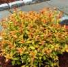 Спирея японская Голдфлейм (Goldflame) фото 2 — PlantMart