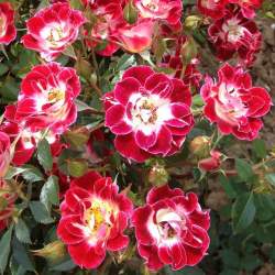 Роза Литл Артист — PlantMart