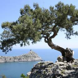 Сосна Крымская — PlantMart