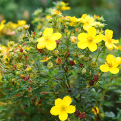 Лапчатка кустарниковая Голдфингер — PlantMart