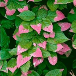 Актинидия пестролистная коломитка Адам — PlantMart