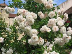 Роза Сван Лейк — PlantMart