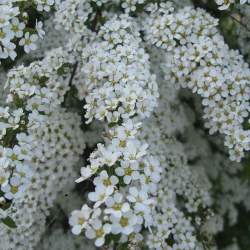 Спирея Аргута — PlantMart