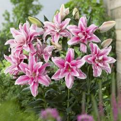 Лилия розовидная Наташа (Natascha) — PlantMart