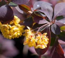 Барбарис оттавский — PlantMart