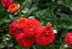 Роза Старлет Роуз Кармен — PlantMart