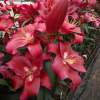 Лилия ОТ-гибрид Ред Дезаер (Red Desire) фото 1 — PlantMart