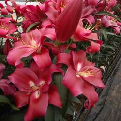 Лилия ОТ-гибрид Ред Дезаер (Red Desire) — PlantMart