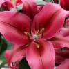 Лилия ОТ-гибрид Ред Дезаер (Red Desire) фото 2 — PlantMart
