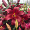 Лилия ОТ-гибрид Ред Дезаер (Red Desire) фото 3 — PlantMart