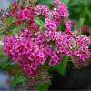 Спирея Зигунерблют (Zigeunerblut) фото 3 — PlantMart