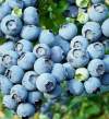 Голубика высокорослая Бонус (C5) фото 3 — PlantMart