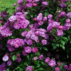 Роза Старлет Роуз Мелина — PlantMart