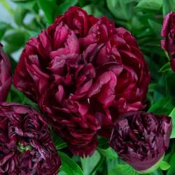 Пион травянистый Армани (Armani) — PlantMart