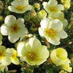 Лапчатка кустарниковая Клондайк — PlantMart