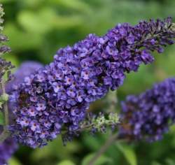 Буддлея Давида Эмпайр Блу — PlantMart