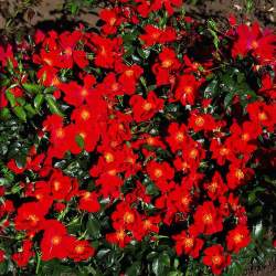 Роза Ред Хейз — PlantMart