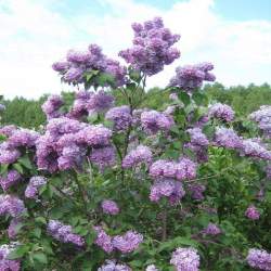 Сирень Мечта — PlantMart