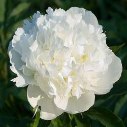 Пион травянистый Дюшес де Немур (Duchesse de Nemours) — PlantMart