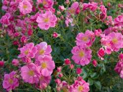 Роза Биненвайде Рот — PlantMart