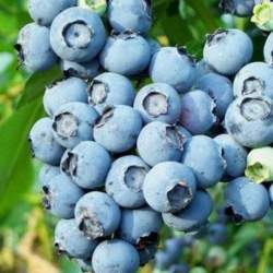 Голубика высокорослая Патриот — PlantMart