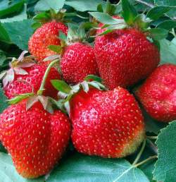 Клубника садовая Аромас (3шт) — PlantMart