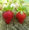 Клубника садовая Аромас (3шт) фото 2 — PlantMart