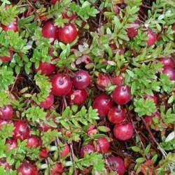 Клюква крупноплодная Пилигрим — PlantMart