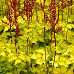 Астильба Арендса Колор Флэш Лайм (Color Flash Lime) — PlantMart