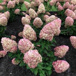 Гортензия метельчатая Коттон Крем (Cotton Cream) — PlantMart