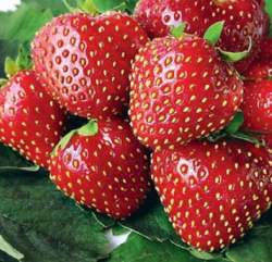 Клубника садовая Кимберли (3шт.) — PlantMart