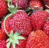 Клубника садовая Кимберли (3шт.) фото 2 — PlantMart