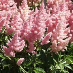 Астильба Арендса Америка (Amerika)​ — PlantMart