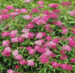 Спирея японская Антони Ватерер (Anthony Waterer) — PlantMart