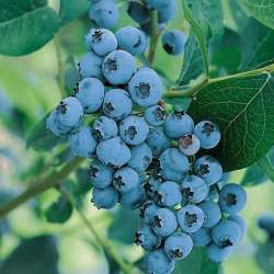 Голубика садовая Блюголд — PlantMart