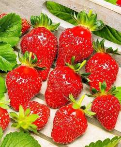 Клубника садовая Олимпия (3шт.) — PlantMart