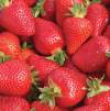 Клубника садовая Олимпия (3шт.) фото 2 — PlantMart