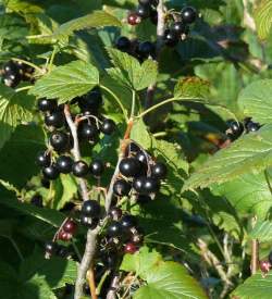 Смородина Титания — PlantMart