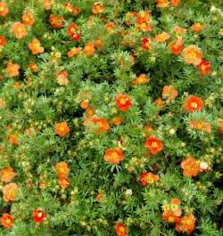 Лапчатка кустарниковая Ред Эйс — PlantMart