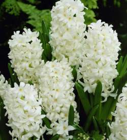 Гиацинт Карнеги ( 3 шт.) — PlantMart