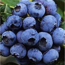 Голубика садовая Дюк — PlantMart