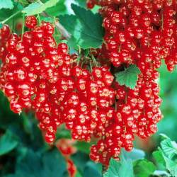 Смородина Джонкер Ван Тетс — PlantMart