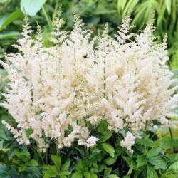 Астильба Арендса Диамант (Diamant) — PlantMart