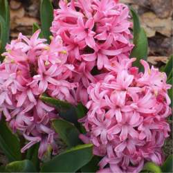 Гиацинт Розовый сюрприз (3 шт.) — PlantMart