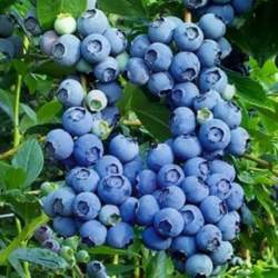 Голубика высокорослая Элизабет — PlantMart