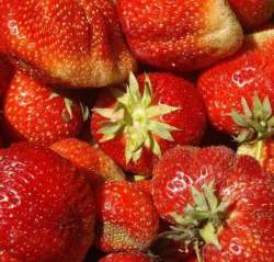 Клубника садовая Викода (3шт.) — PlantMart