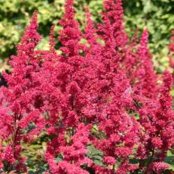 Астильба Арендса Фанал (Fanal) — PlantMart