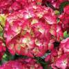 Гортензия крупнолистная Ред Ангел фото 1 — PlantMart